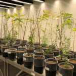 Culture de plantes perennes