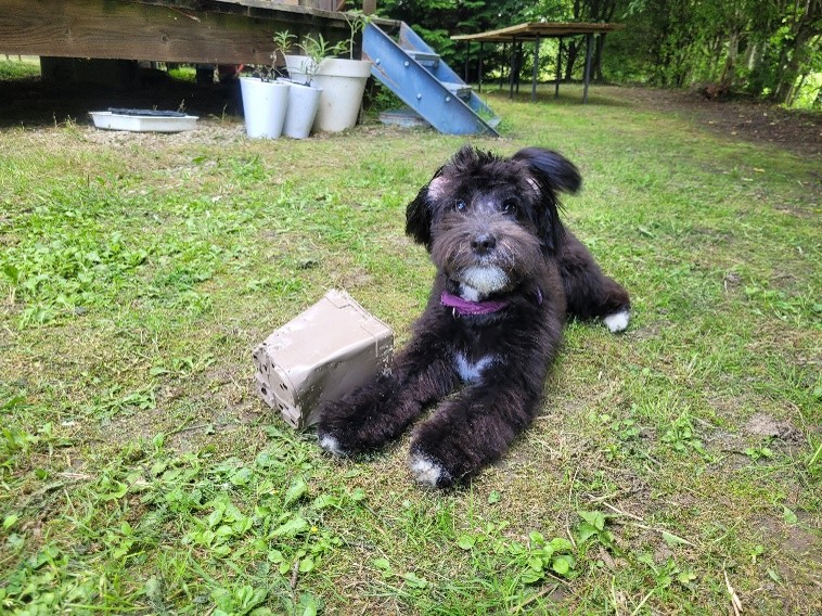 zeld2 Coton de Tulear noir