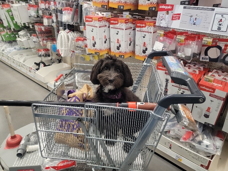 zeld3 Zelda Coton de Tulear noir