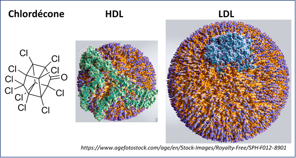 Image-article-actu-asia-publi-Celine