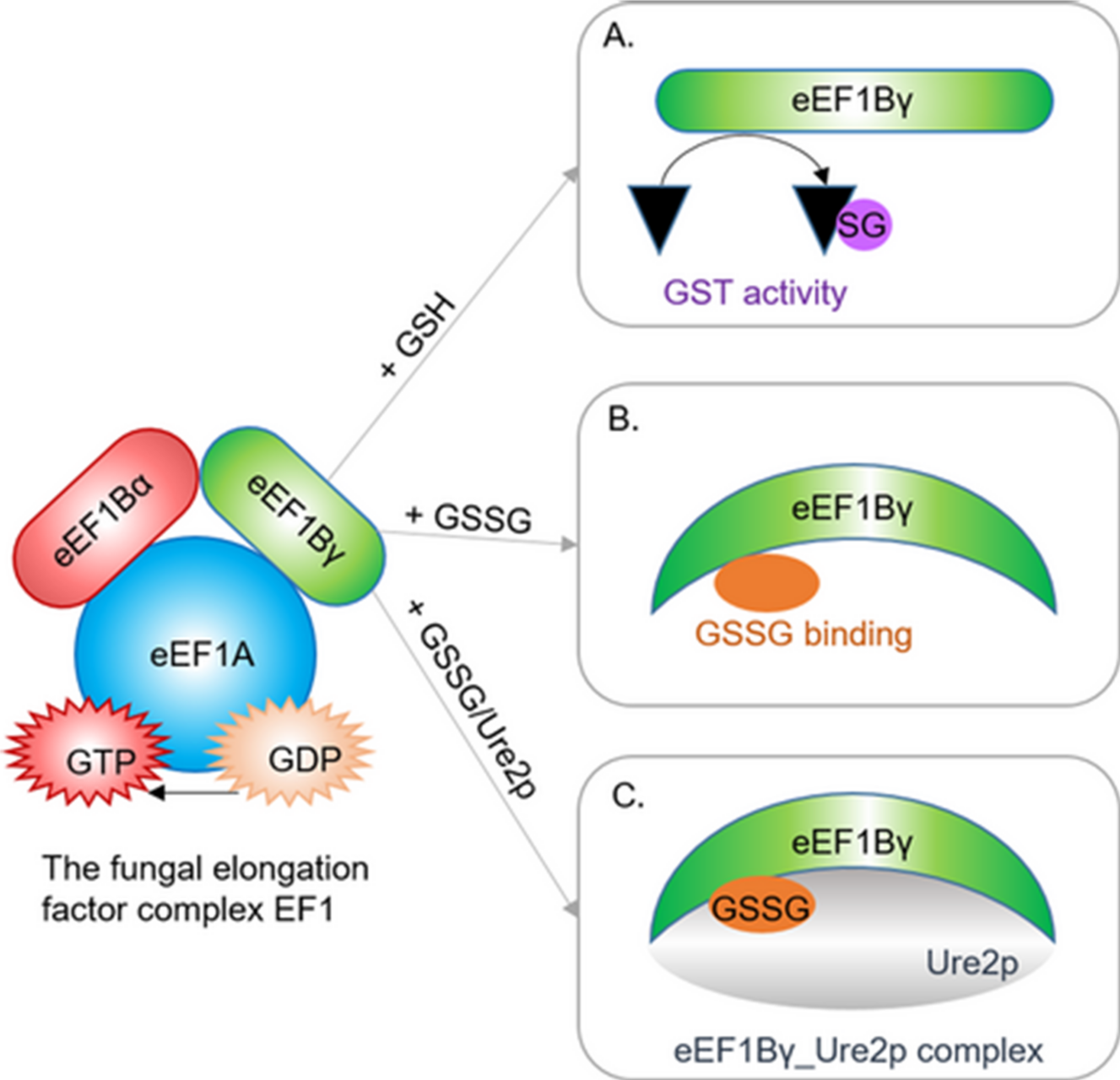 Image-publication-Bchini-et-al-2020