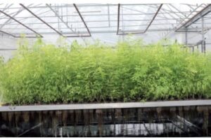 Vignette - Le Groupe PAT reçoit la médaille d’Or ECOVADIS pour sa démarche RSE