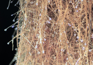 Vignette - Plant Advanced Technologies : activités de 2020 et perspectives