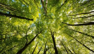 Vignette - [Conférence] Les maladies des arbres