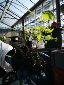 Vignette - [Evènement] Première édition d'un symposium autour du houblon !