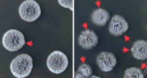 Vignette - Découverte scientifique sur la réparation de l'ADN de certaines bactéries du sol