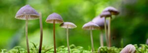 Vignette - La recette génétique des champignons décomposeurs pour s’adapter au changement climatique