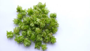 Vignette - Diversité génétique et métabolique parmi le houblon sauvage (Humulus lupulus L.)