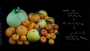 Vignette - [Découverte] Comprendre l’évolution des plantes pour produire des biomolécules ayant des applications thérapeutiques pour l’Homme