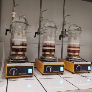 Vignette - Dégradation du bois de vigne par Fomitiporia mediterranea