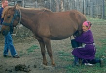 Vignette - Propriétés antioxydantes de la lactoferrine de jument du Kazakhstan