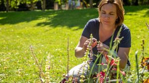 Vignette - Quelles solutions pour préserver les pollinisateurs dans nos villes (LAE)