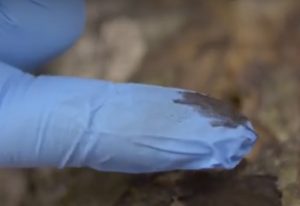 Vignette - Activités de l&rsquo;Unité de Mycologie du Laboratoire de la Santé des Végétaux