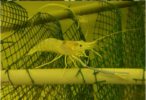 Vignette - Les avancées du programme FEAMPA OPTICED ‘Optimisation de la crevetticulture d’eau douce’