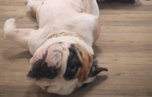 Vignette - Zelda, invitée en “Classe animale”, aux côtés d’Orson et Ylona.