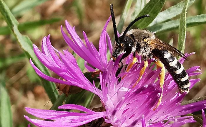 Lancement du projet européen URBLOOM (2026-2029)