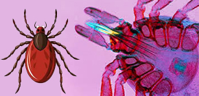 Vignette - Piqûres de tiques : une étude cartographie pour la première fois les bactéries responsables de la maladie de Lyme