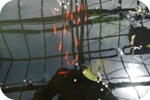Vignette - Aquaponie : entre poissons et cultures