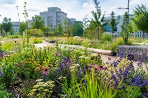 Vignette - Transformer les massifs urbains en refuges pour la biodiversité : le nouveau pari des villes (LAE)