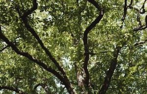 Vignette - Les forêts françaises à l’épreuve des vagues de chaleur répétées
