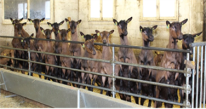 Vignette - À la découverte de la Bioéconomie à la ferme de la Bouzule