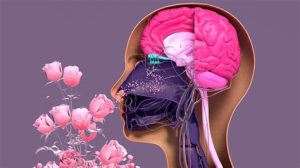 Vignette - Comment les odeurs parlent à notre cerveau et façonnent nos émotions (Libio)